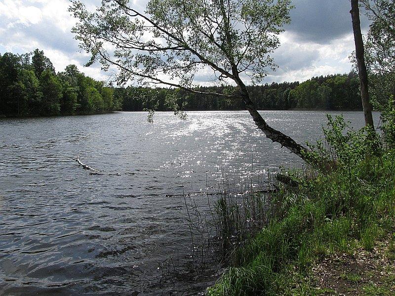 Jezioro Uli w lasach Nadleśnictwa Czerniejwo