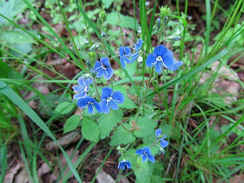 Leśna flora z dedykacją dla "MM" :-*