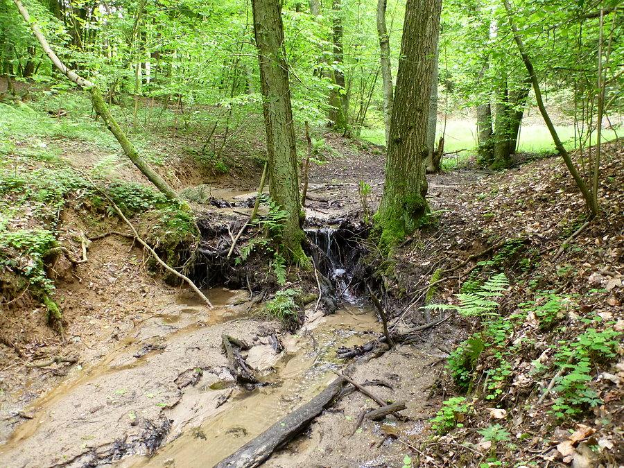 Osówka 53°29'13.3"N 14°31'49.0"E
