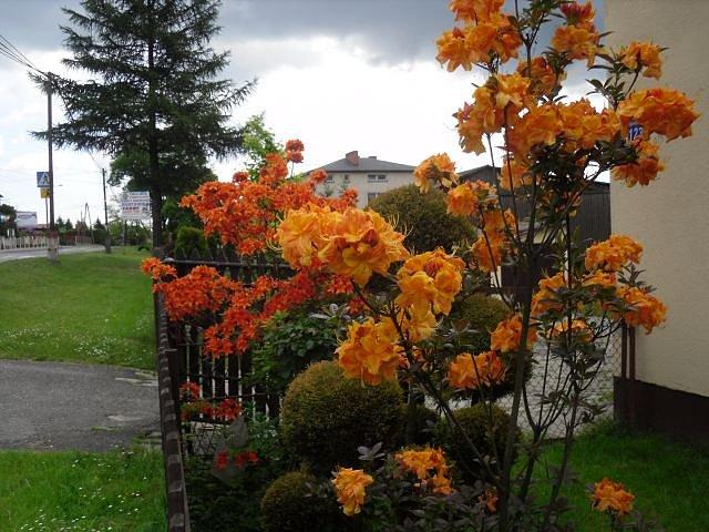 Azalie w czyimś ogrodzie na trasie
