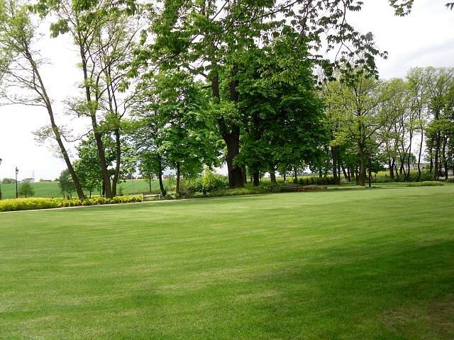 Widok na park z wiekowym dębem
