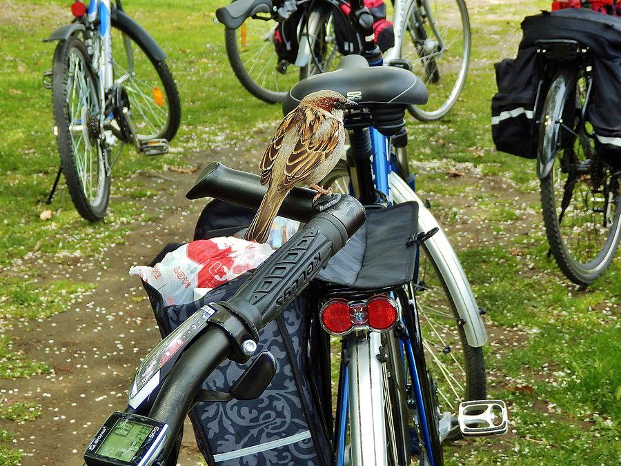 Rowerowy Potop-Karlskrona w Szwecji.Malowniczy camping nad wodą-Dragso