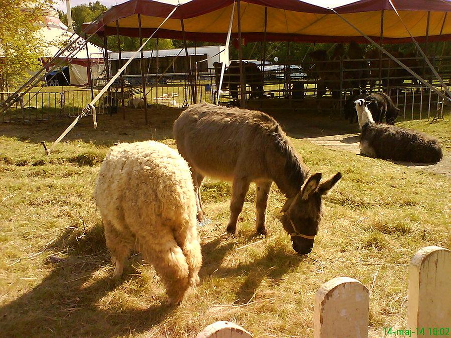 Alpaka, osioł, lama, wielbłądy