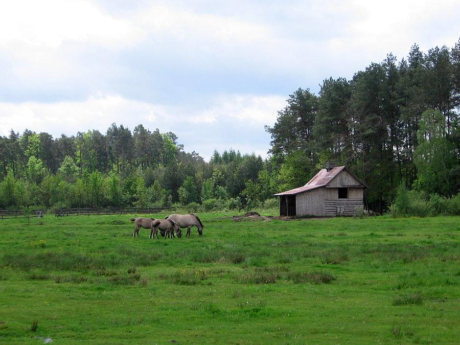 Ranczo koło A4