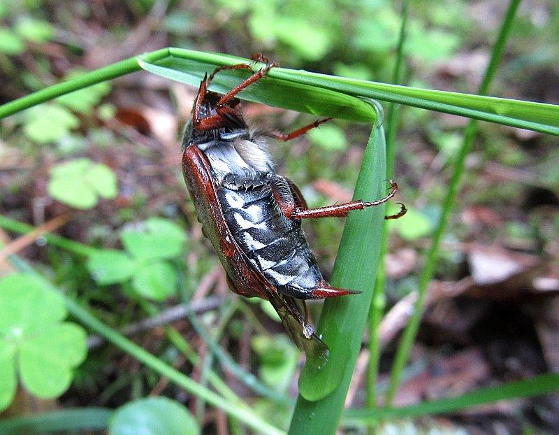 Fauna leśna