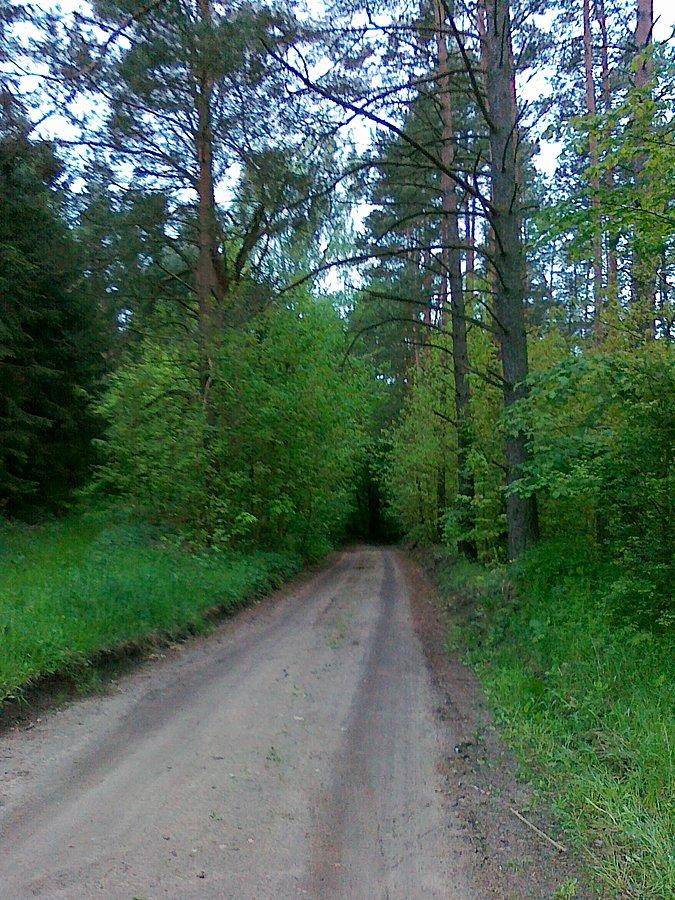 A jeszcze inne leśne