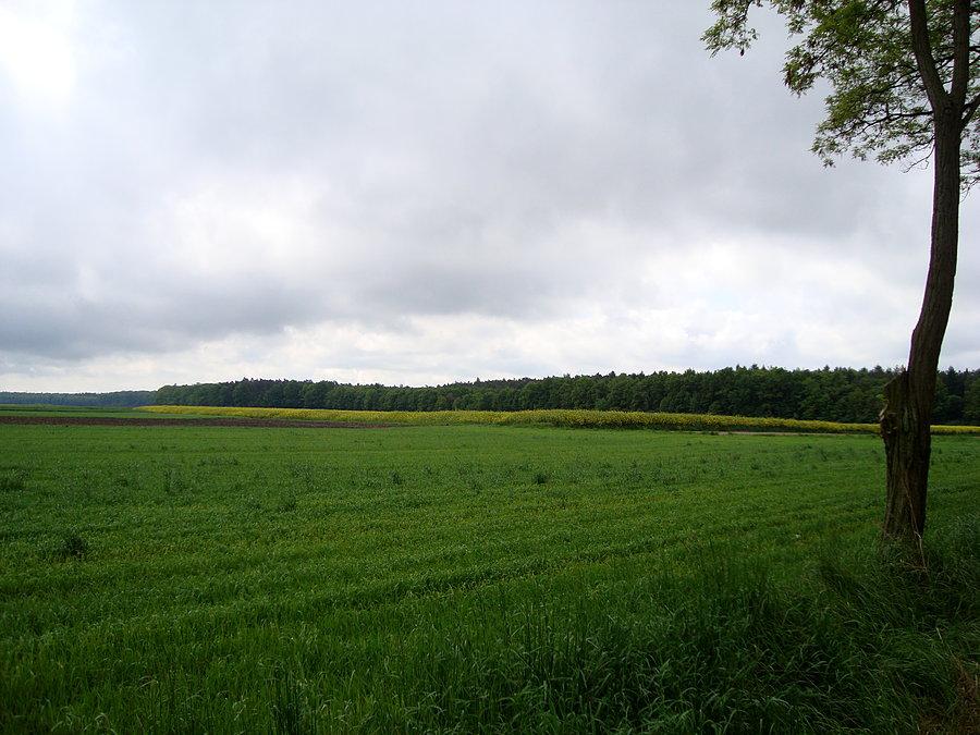 Widok w okolicach koźminka