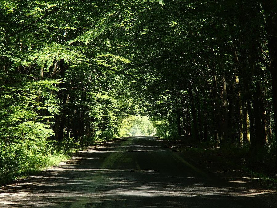 Tunel z drzew
