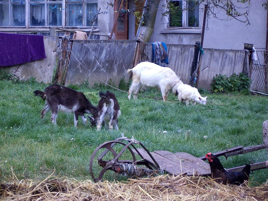 Kozy i kózki na przyjemnej inaczej posesji ;)