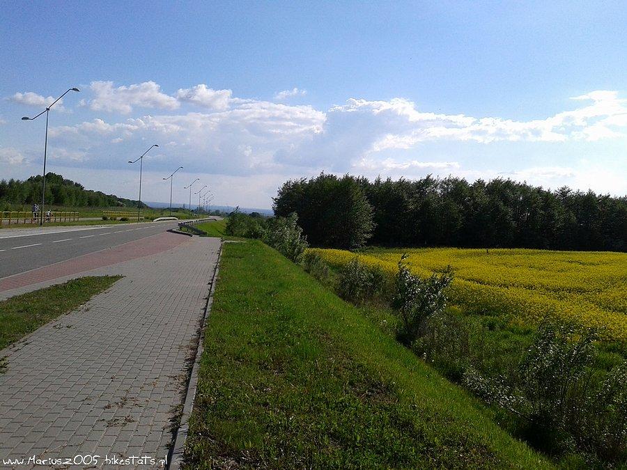 Modrzewina
