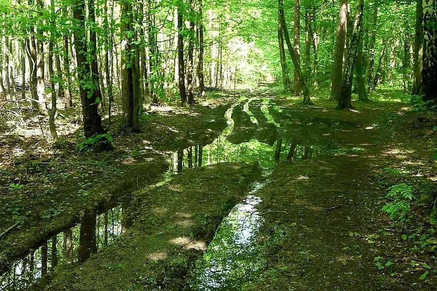 Mazovia MTB Pisaeczno- warunki w lesie