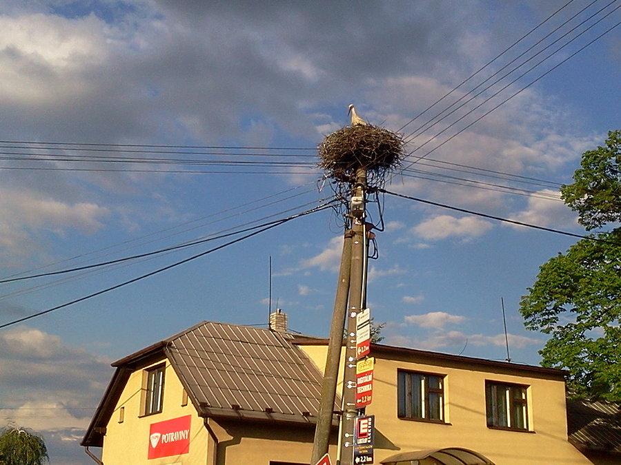 I bociek, który ostatnio robił za zająca