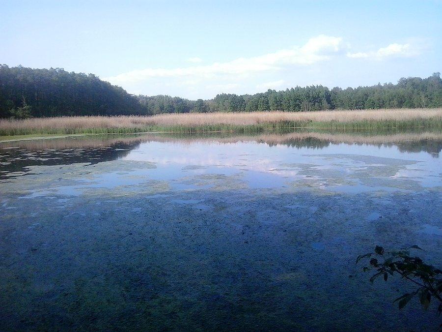 Staw Okrągły