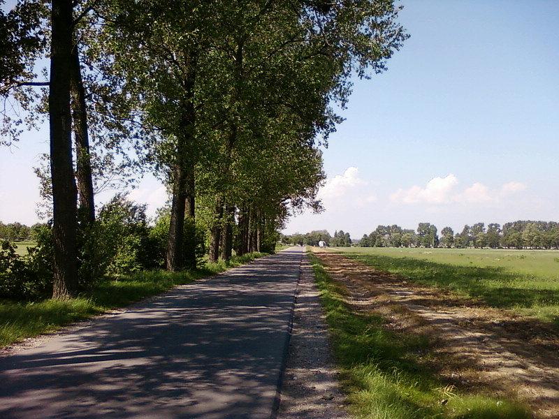 Zacieniona droga koło Carnocina