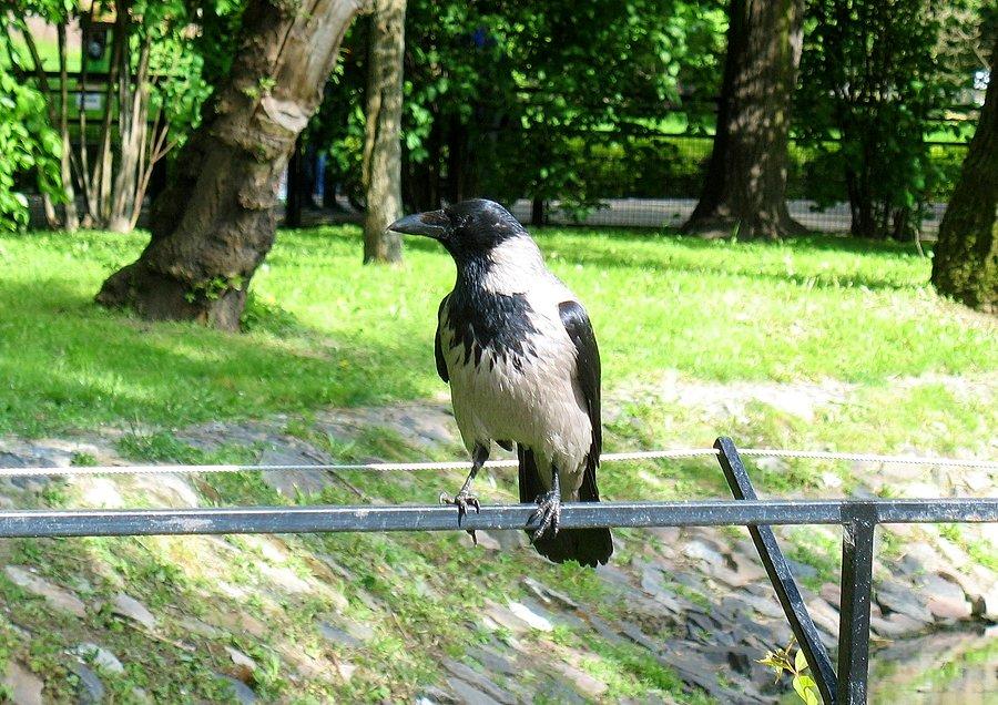 Wrona z ZOO