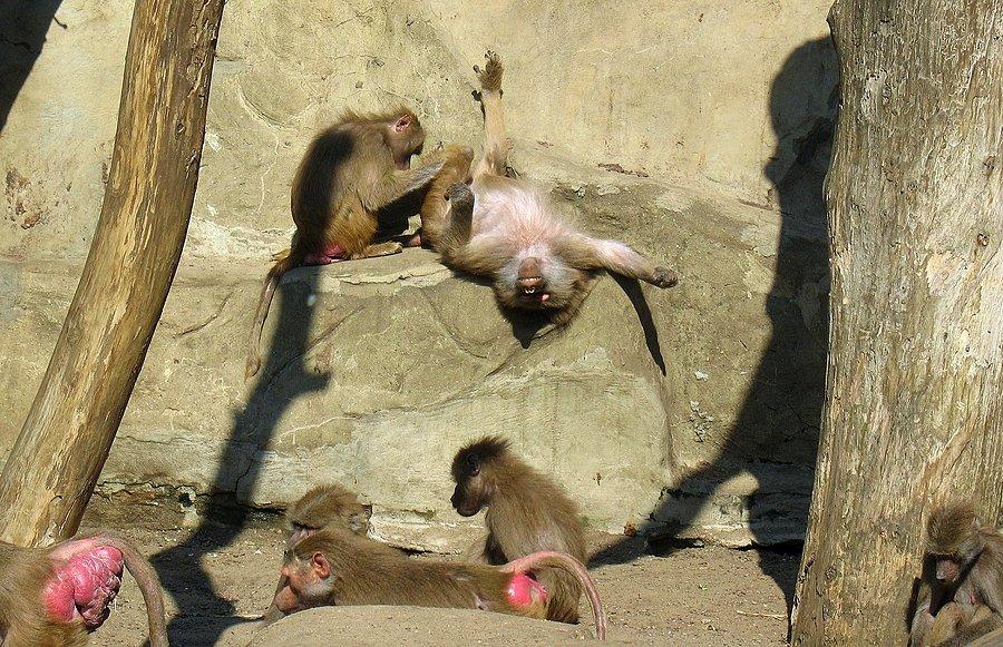 Małpie życie w warszawskim ZOO