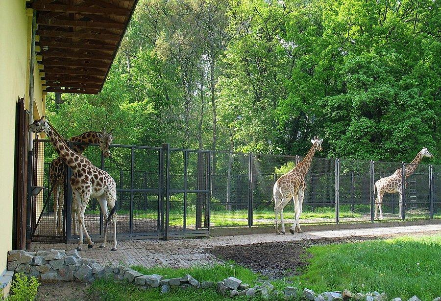 Warszawskie ZOO - żyrafiarnia
