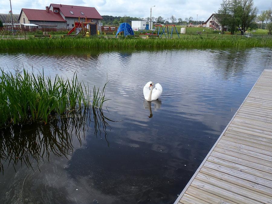Łabędź - trochę sie puszył, bo w pobliżu pomostu miał gniazdo