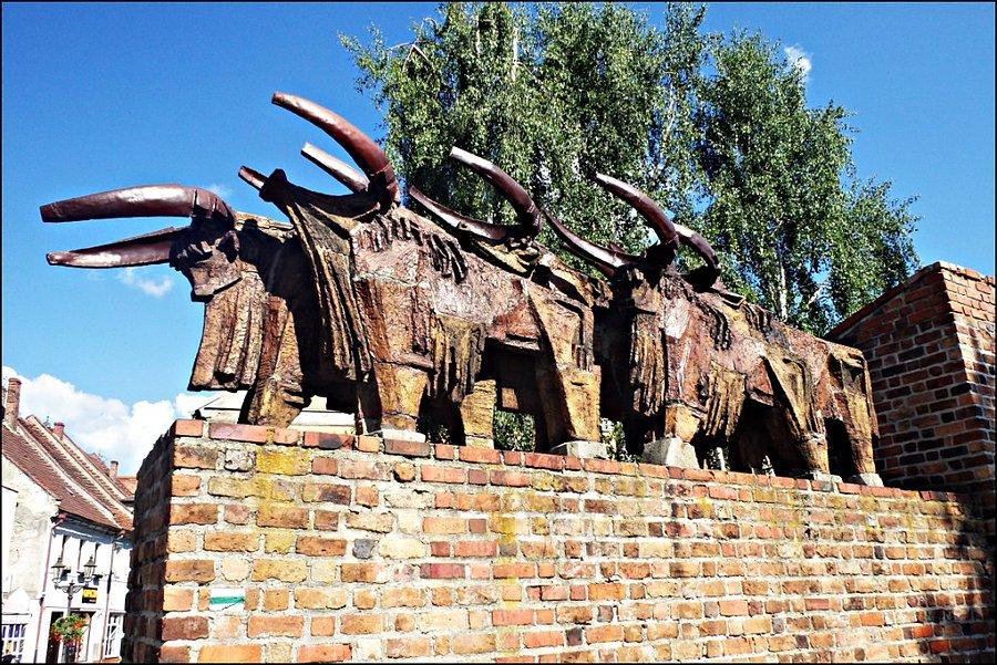 Woły Wołowskie