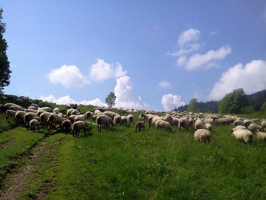 Owce na Kozubowej