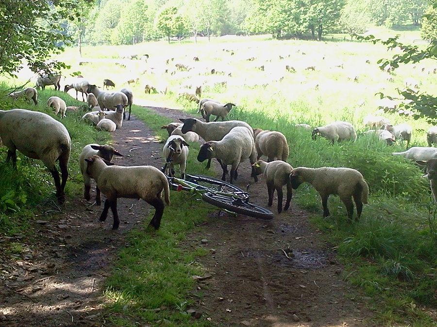 Zaraz i rower zeżerou
