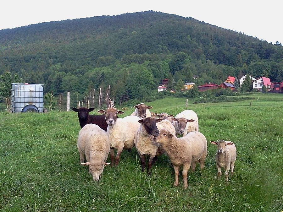 Owce na Budzinie