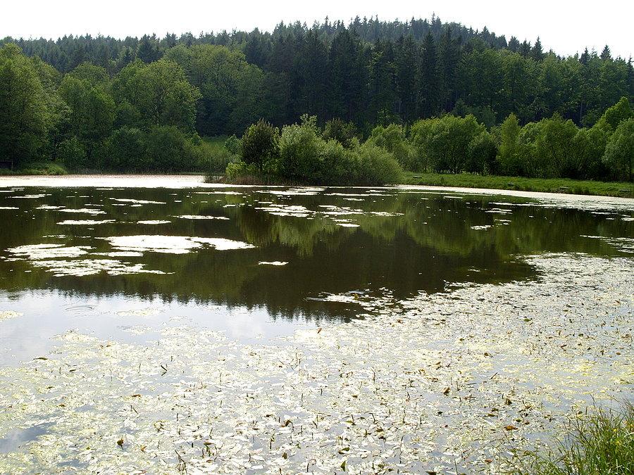 Staw w drodze na Szczytnik