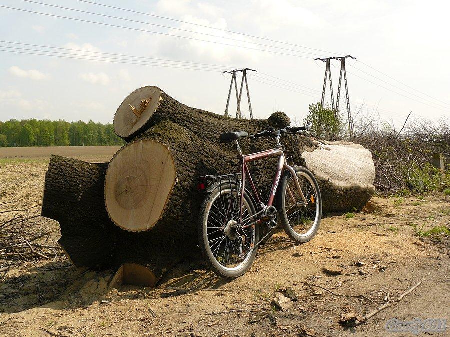 Spore były... gdy rosły :/