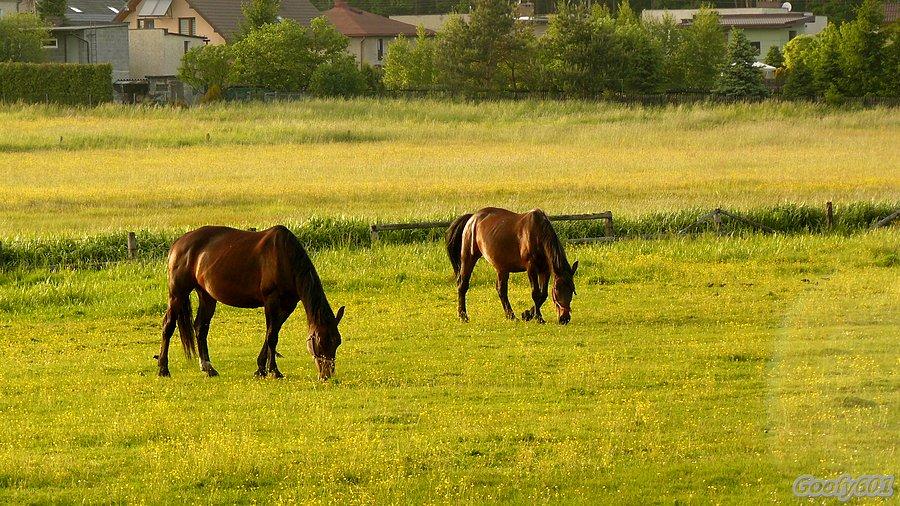 Gostyń - koniki :)