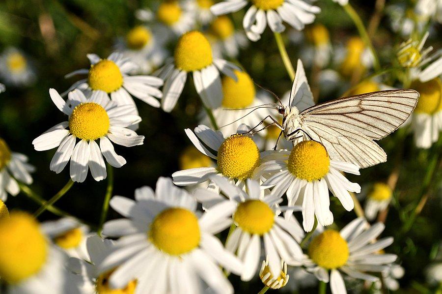 Rumianki i motyl