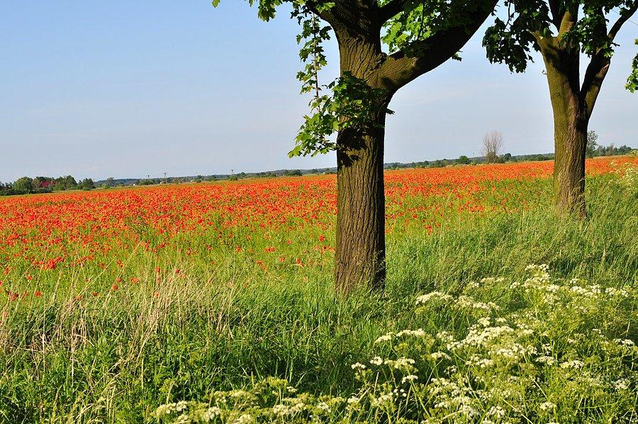 Makowe pole w okolicy Grodźca Małego