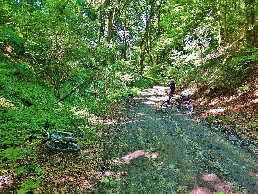 Na Szlaku Kopernikowskim.Rezerwat przyrody "Parów Węgry" (2,8 km)