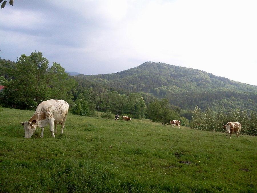 Widoczek na Ostry