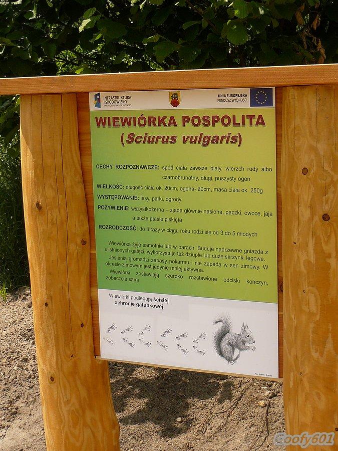 Nasza dobra znajoma wiewióreczka