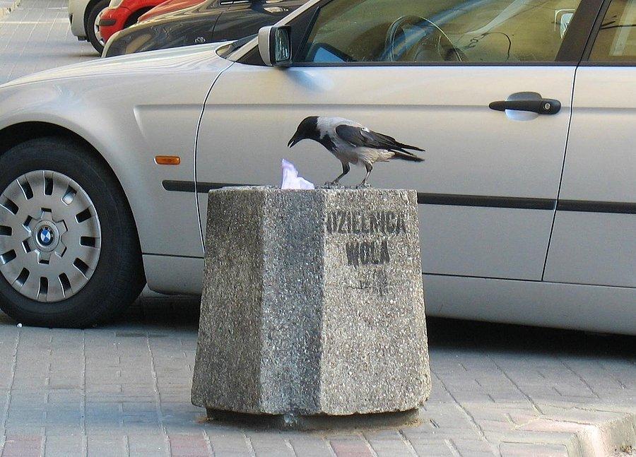 Wrona z Woli