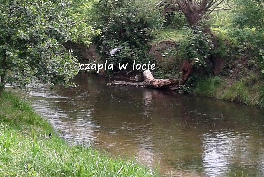 Czapla siwa w locie