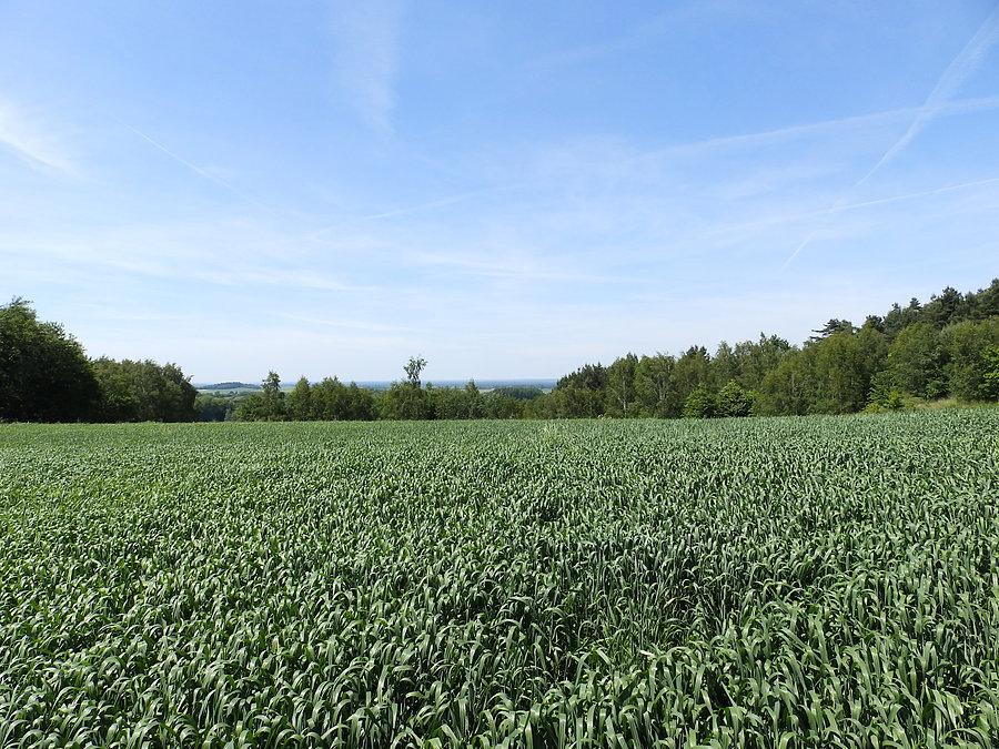 Widok z Cielętnika w kierunku północnym