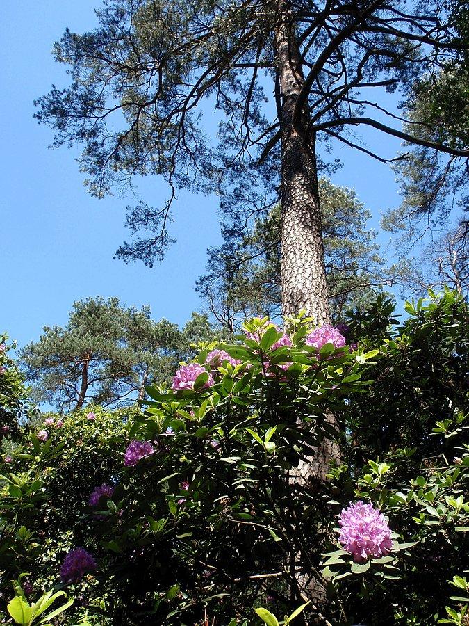 Rododendrony w Pawełkach