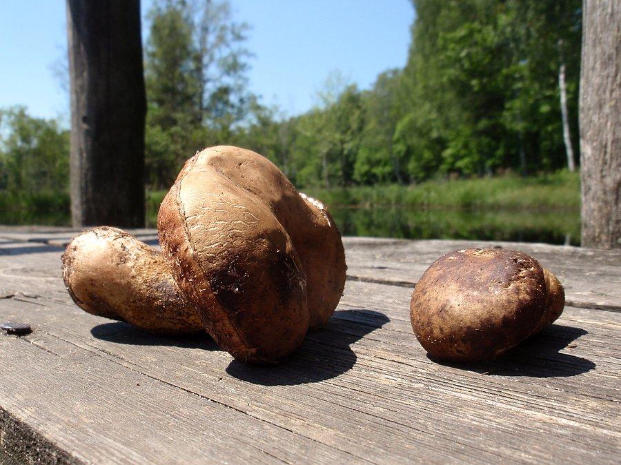Pierwsze grzyby