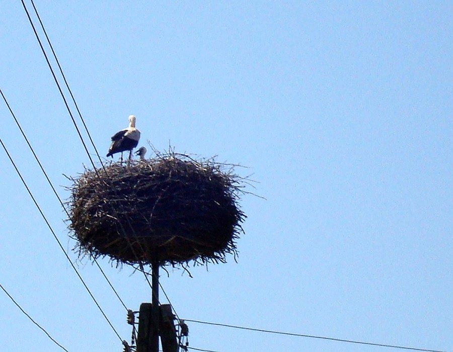 Bociania rodzina w Dobropolu Gryińskim
