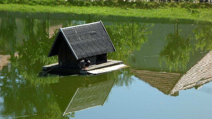 Pływający domek dla kaczek w miejscowości Pisarzowice