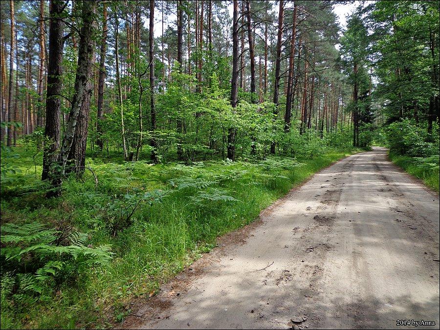 Piękna Puszcza!