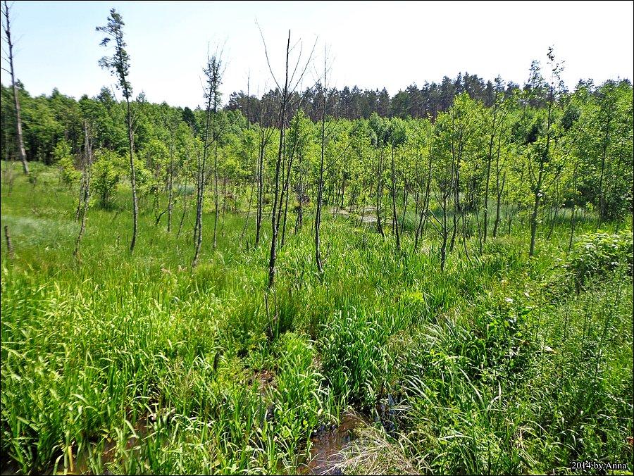 Bagienko