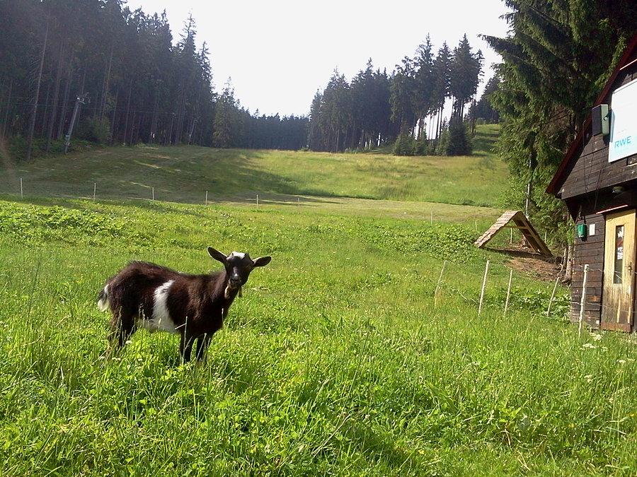Koza w Bilej