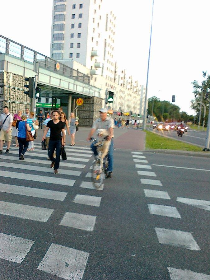 Pies pasażer