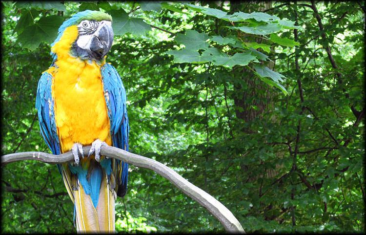 Ara z Tierpark Zittau