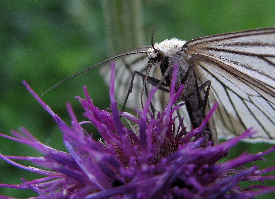 S.lineata ssie