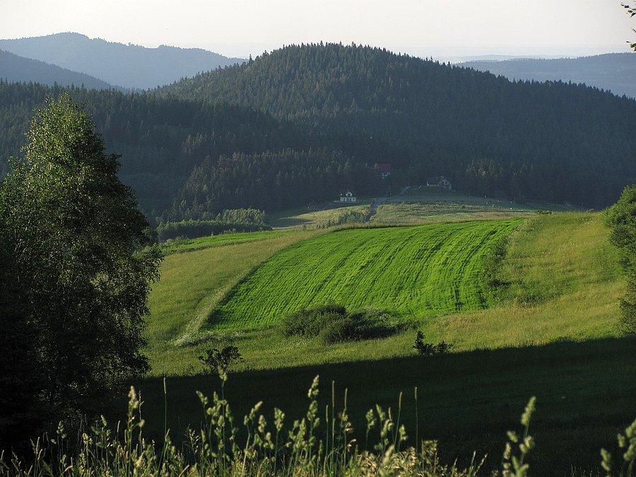 Zieleń o zachodzień