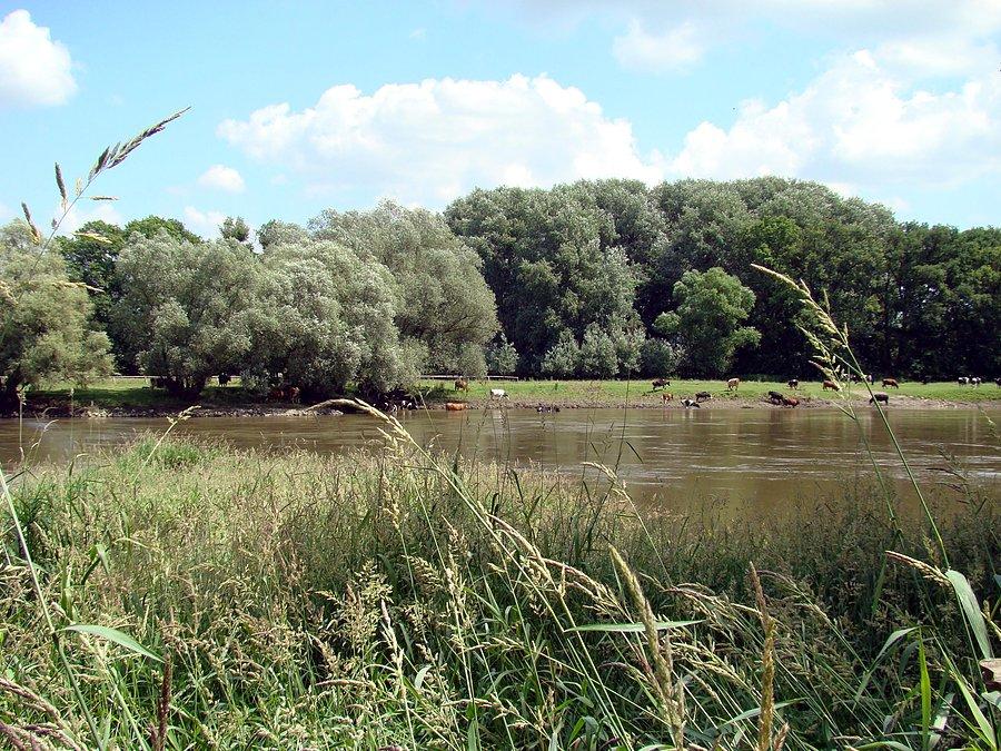 Krowy nad Odrą między wsiami Golkowice i Mileszyn