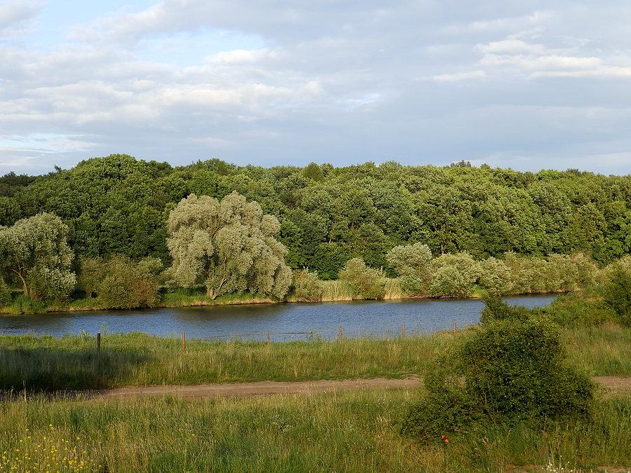 Krzewy nad Odrą